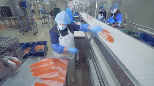 En person förlägger fiskfilé på ett transportband, närbild. — Stockvideo