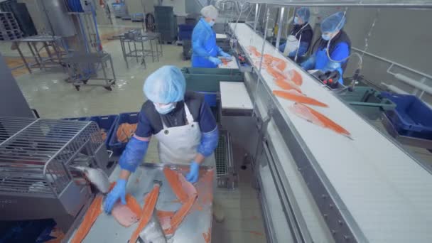 Kvinnor arbetar på en anläggning med fiskfilé, närbild. — Stockvideo