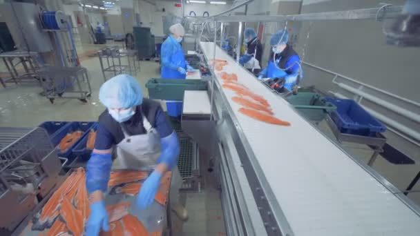 Trabajadores de la fábrica preparando filete de pescado en un transportador, de cerca . — Vídeos de Stock