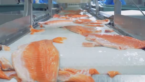 Fish fillet moving on a conveyor, close up. — Stock Video