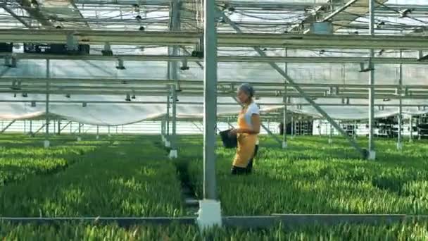 Um jardineiro caminha em uma estufa com tulipas, indústria agrícola. Flor crescendo em estufa . — Vídeo de Stock