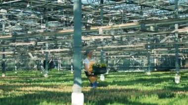 Bir işçinin bir sepet ile Lale bir sera içinde taşır. Çiçek kreş sera.