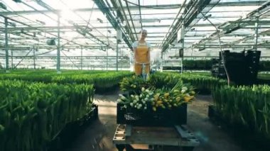 Kadın bir sera çiçekler ile çalışırken bir sepeti Lale ile çeker.