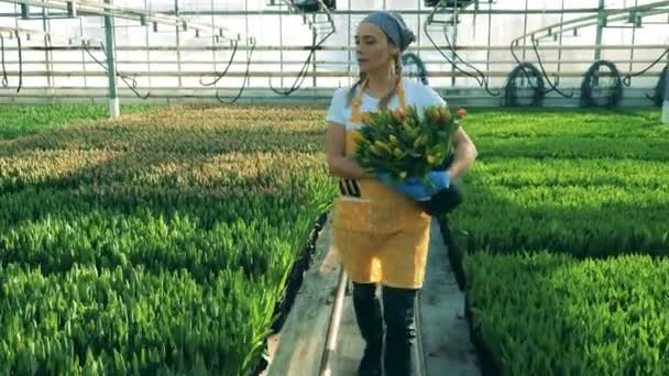Jonge vrouw houdt een emmer vol met tulpen, broeikasgassen werknemer. Bloemen kwekerij kas — Stockvideo