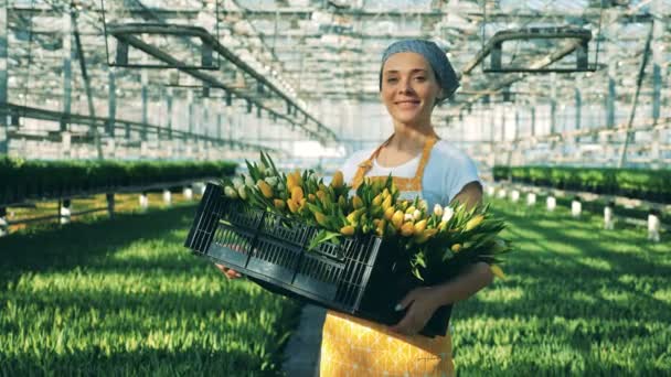 Un trabajador de invernadero sostiene una cesta de tulipanes y sonríe a una cámara . — Vídeo de stock
