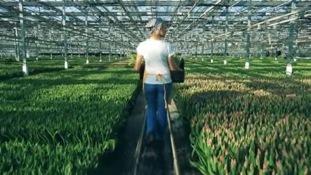 A woman walks in a greenhouse full of tulips, agronomy industry. — Stock Video