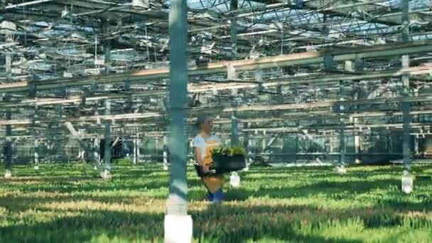 한 작업자는 온실에 튤립과 바구니를 운반합니다. 꽃 종묘장 온실. — 비디오