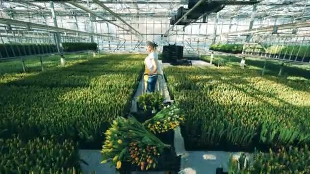 Jardinero mueve un carro con tulipanes en un gran invernadero, la industria de las flores . — Vídeos de Stock