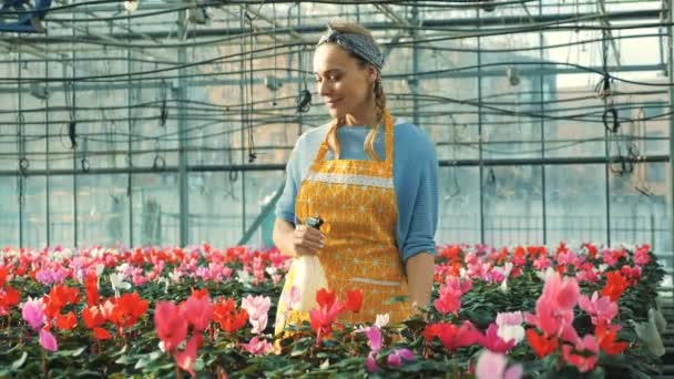 Vrouw wateren cyclamens planten in een kas, bloem industrie. Bloemen kwekerij kas. — Stockvideo