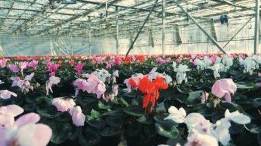 Birçok cyclamens, modern bir serada çiçekleri. Çiçek kreş sera.