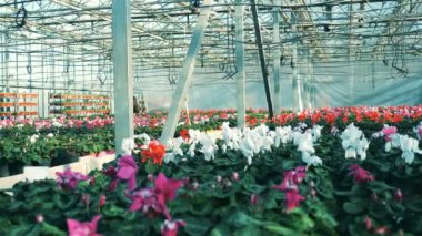 Büyük sera renkli çiçekler, cyclamens tam. Serada büyüyen çiçek.