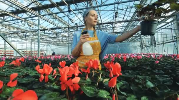 Plantas de riego de trabajadores de invernadero en macetas, industria agrícola . — Vídeos de Stock