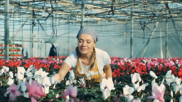 Un jardinier professionnel pulvérise des fleurs avec de l'eau dans une serre . — Video