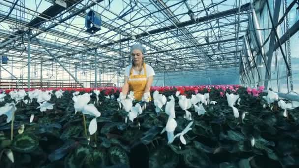 Woman checks cyclamen flowers in pots, working in a greenhouse. — Stock Video