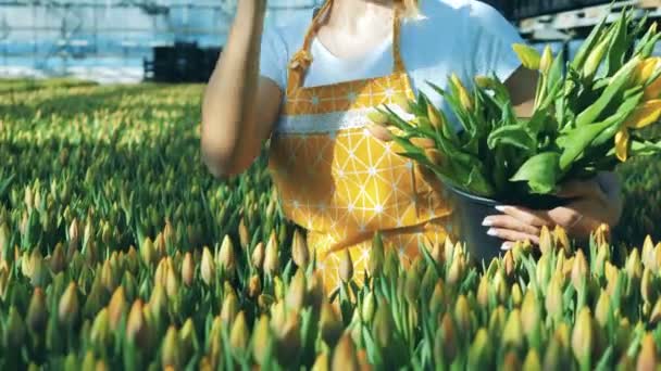 Una donna prende tulipani da terra a posti loro in un secchio . — Video Stock