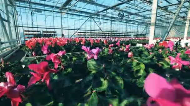 Camas de flores con tulipanes colocados en un invernadero . — Vídeos de Stock