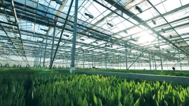 それのチューリップの成長と近代的な温室です。花の温室で栽培. — ストック動画