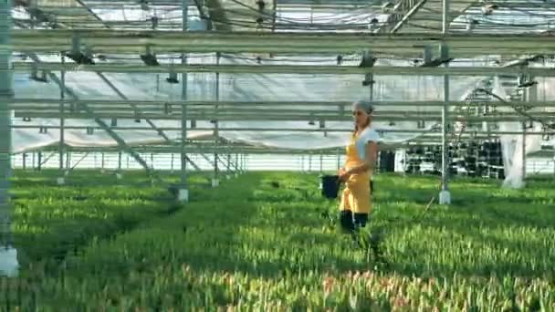 Arbeiterin läuft mit Blumen am Gewächshaus entlang — Stockvideo