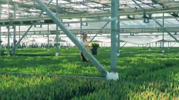 En dam går med en hink med blommor längs grönskan — Stockvideo