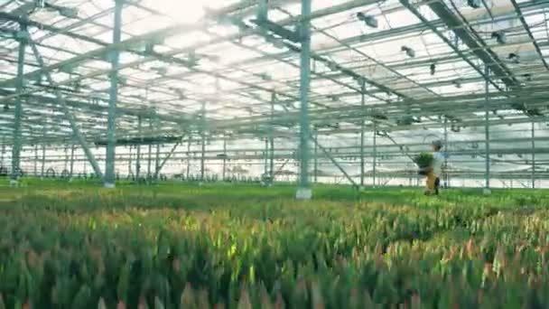 Ruime warmhouse met tulpen en een vrouwelijke specialist — Stockvideo