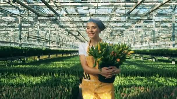 Signora sorridente sta portando un mazzo di tulipani attraverso la serra — Video Stock