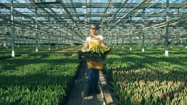 Invernadero de flores y una señora caminando a lo largo de ella — Vídeos de Stock