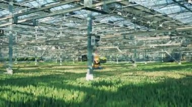 Kadın işçi arasında yeşil bir kutu Lale taşıyor