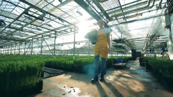 Bucket with tulips is getting carried by a lady through the hothouse — Stock Video