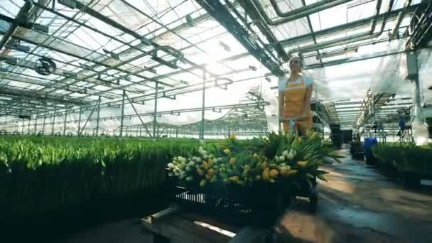 Greenery empregada feminina está dirigindo um carrinho com tulipas — Vídeo de Stock