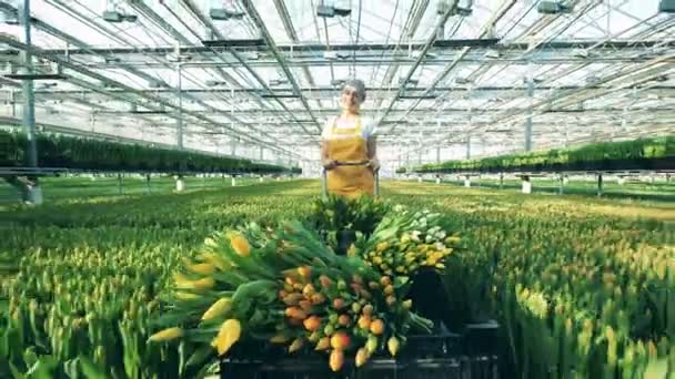 Happy young woman is carrying tulips on a trolley across the greenhouse — Stock Video