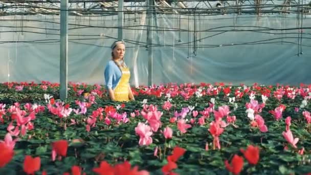 Lady florist observerar blommande blommor i grönskan — Stockvideo