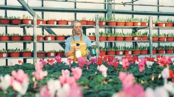 Bloeiende bloem is krijgen gespoten door een vrouwelijke werknemer — Stockvideo