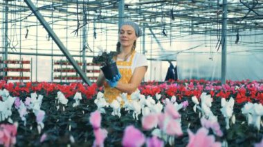 Bayan işçi neşeyle warmhouse çiçek inceliyor