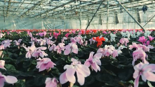 Plantación de hermosas flores en flor en el invernadero — Vídeo de stock