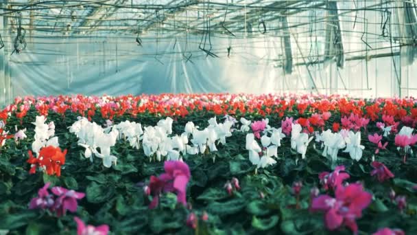 Farbenfrohe Blumen wachsen im Gewächshaus — Stockvideo