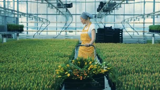 Female florist is carrying collected tulips on a trolley — Stock Video