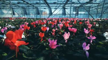 Parlak çiçek bol olan geniş sera