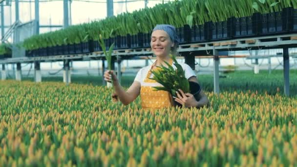 Cheerful lady is collecting tulips in the hothouse — Stock Video