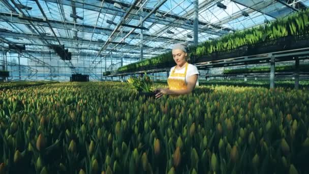 Gewächshaus mit Tulpen und einer Arbeiterin, die sie sammelt — Stockvideo