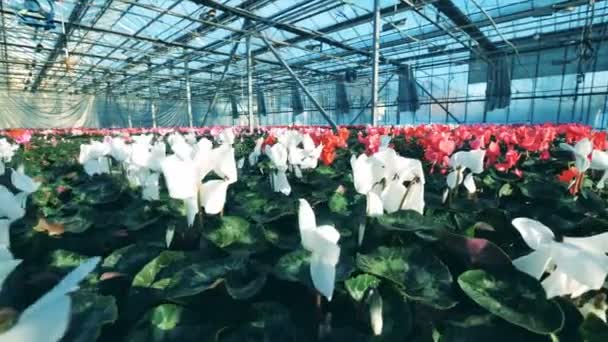 Flores brancas, rosa e vermelhas que crescem na vegetação — Vídeo de Stock