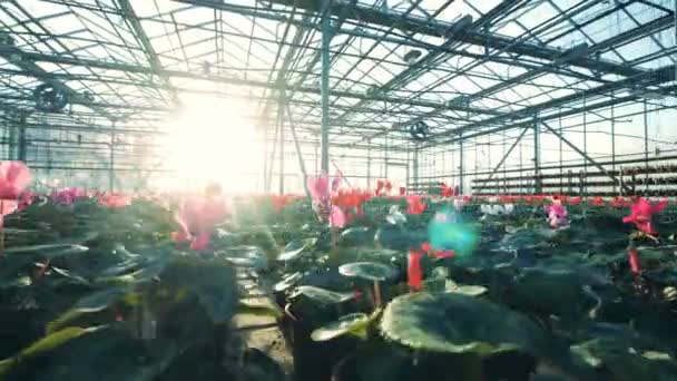 阳光普照的温室充满了盛开的花朵 — 图库视频影像