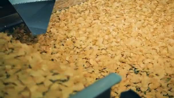 Ein Förderband bewegt frittierte Kartoffelchips in einer Lebensmittelfabrik. — Stockvideo