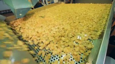 Konveyör çalışma patates cips gıda fabrikasında taşır.