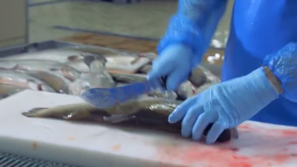 Сырую рыбу режет рабочий завода. — стоковое видео