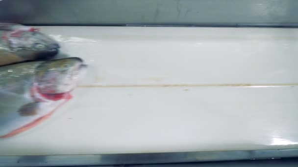 Ovanifrån av split fisk rör sig längs transportbandet — Stockvideo
