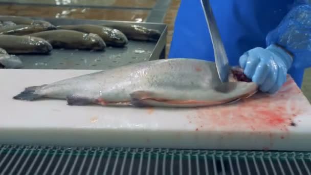 Lachs läuft durch das Förderband, nachdem ihm der Kopf abgetrennt wurde — Stockvideo