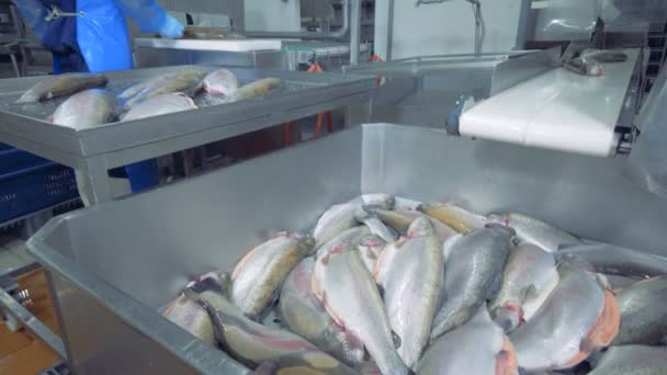 Unidade de fábrica de peixe com um empregado do sexo masculino dividir peixes — Vídeo de Stock