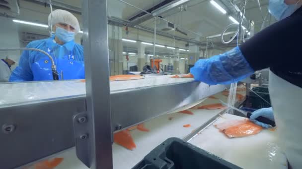 Los trabajadores de la planta están cortando filetes de truchas. Fábrica de pescado . — Vídeo de stock