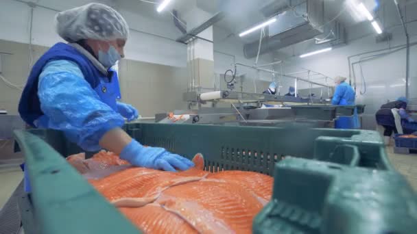 Los filetes de pescado están siendo reubicados en el contenedor por el trabajador — Vídeos de Stock