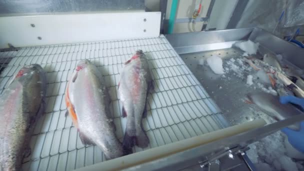 O peixe gelado está a ser colocado na correia transportadora — Vídeo de Stock